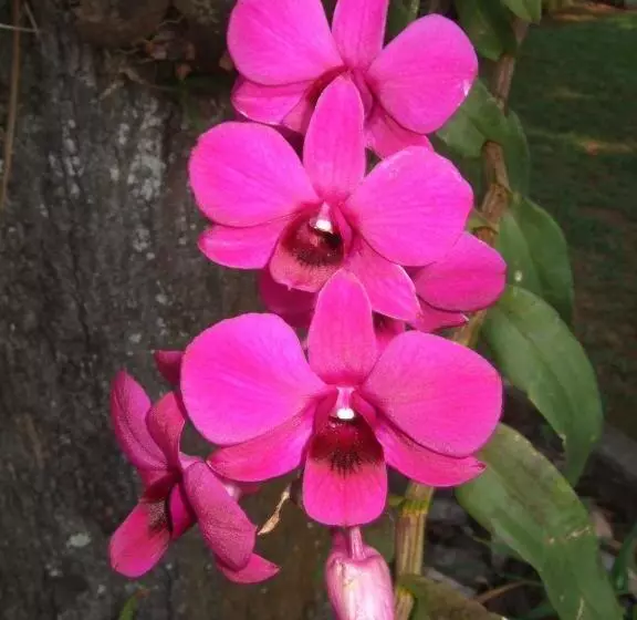 Pension Cinnamon Bungalow