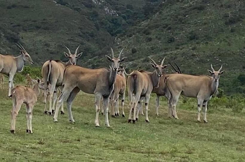 בית מלון כפרי Barefoot Addo Elephant Lodge