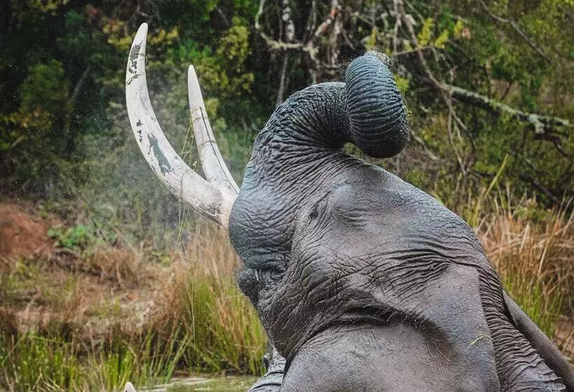 ホテル Barefoot Addo Elephant Lodge