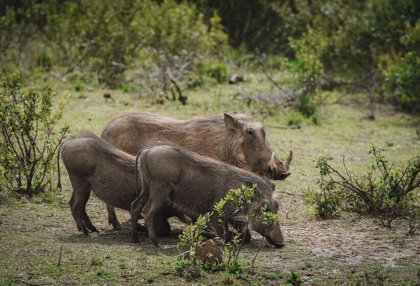 בית מלון כפרי Barefoot Addo Elephant Lodge