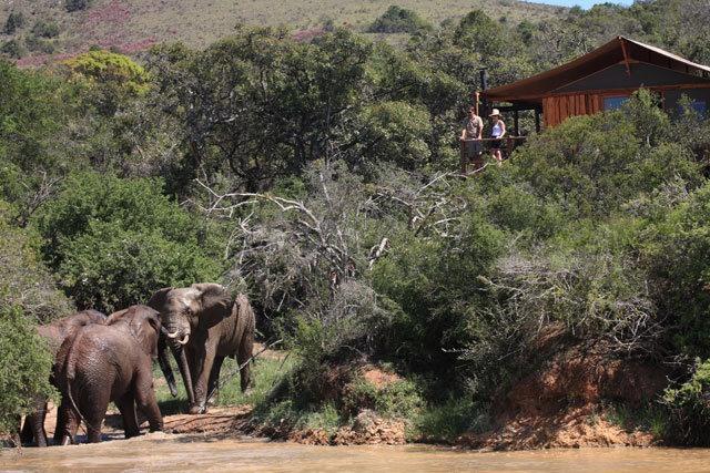 בית מלון כפרי Barefoot Addo Elephant Lodge