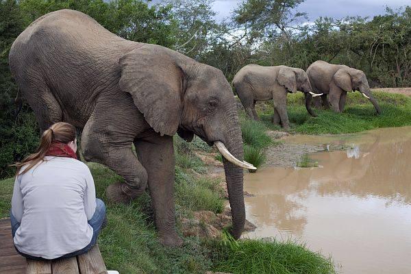 בית מלון כפרי Barefoot Addo Elephant Lodge