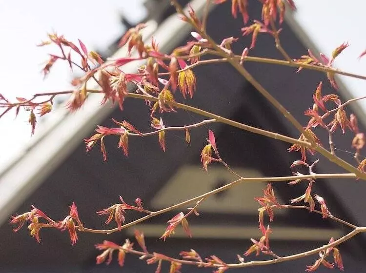 Majatalo Bishamon House