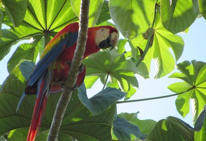 Отель Drake Bay Greenleaf