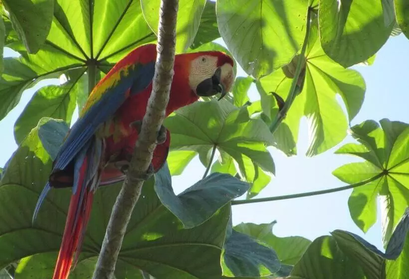 Hotelli Drake Bay Greenleaf