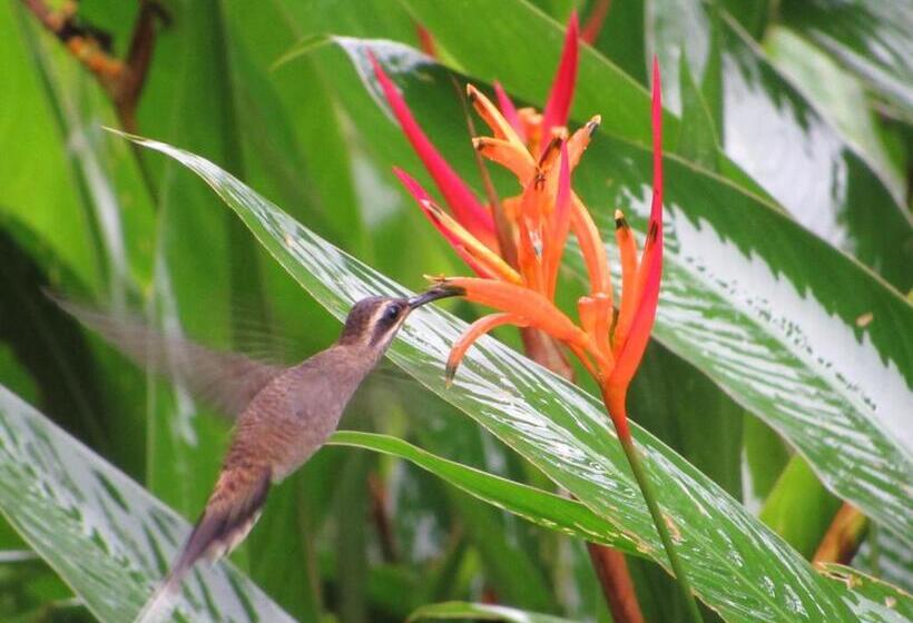 Отель Drake Bay Greenleaf