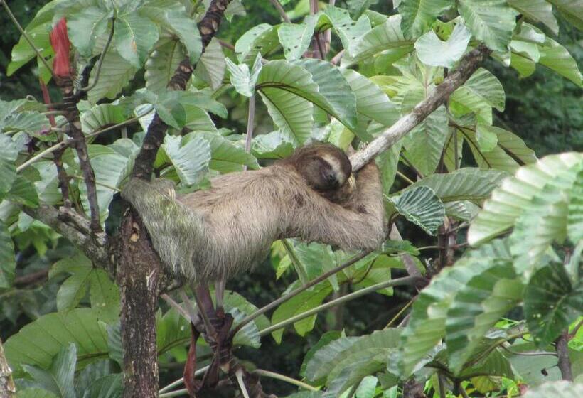 Отель Drake Bay Greenleaf