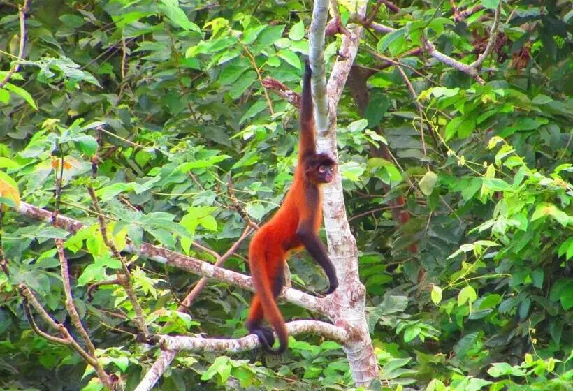 Hotelli Drake Bay Greenleaf