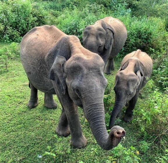 Пансион Mango Tree House