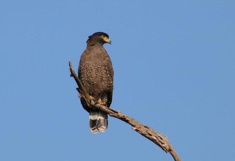 Пансион Mango Tree House