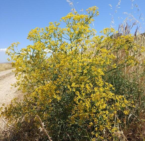 Bed and Breakfast Bnb Sant Alfonso