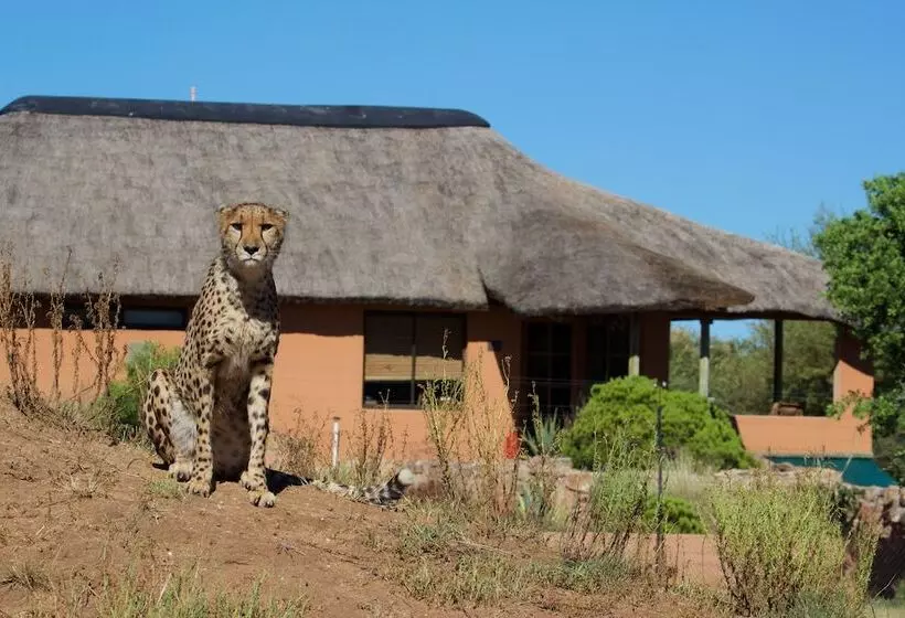 پانسیون Babson House @ Cheetah Conservation Fund
