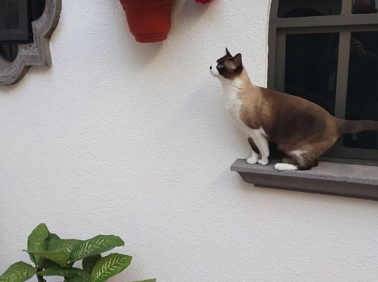 هتل Suites Sevilla