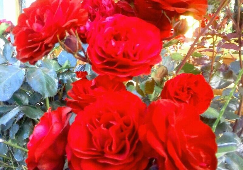 Cabañas El Refugio De Puelo