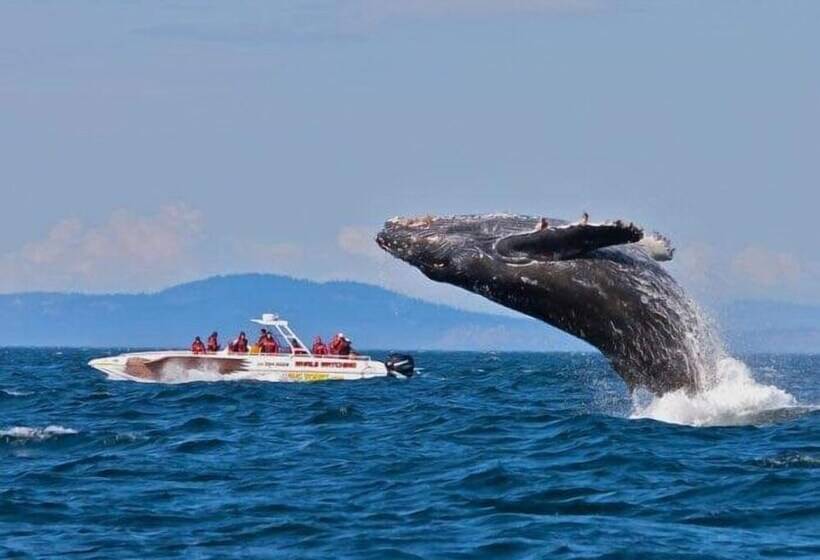 Pension New Planet Guest