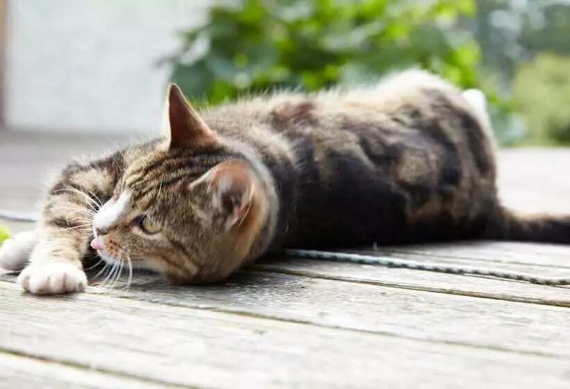 Majatalo Reiterhof Zwei Linden