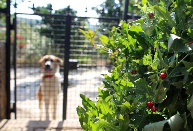 Aromas Dos Salgueiros