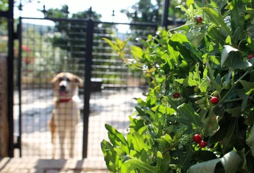 Aromas Dos Salgueiros