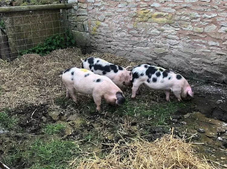Aamiaismajoitus (B&B) Home Farm