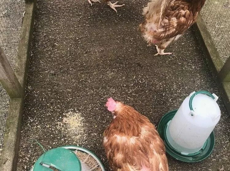 Aamiaismajoitus (B&B) Home Farm