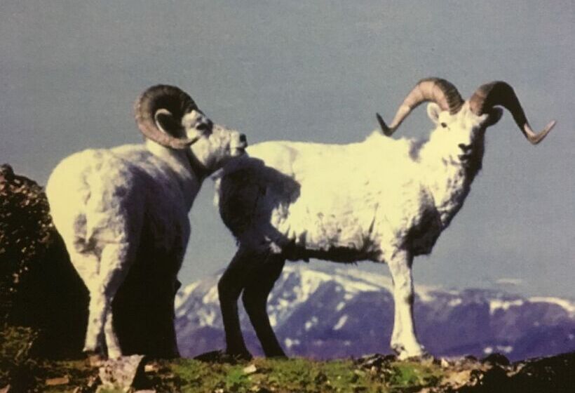 فندق Wood River Lodge Side By Side,jet Boat Transport Included, Flight Optional Not Included