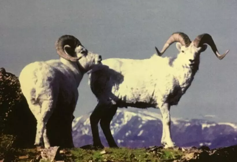 Hotelli Wood River Lodge   Side By Side,jet Boat Transport Included, Flight Optional   Not Included