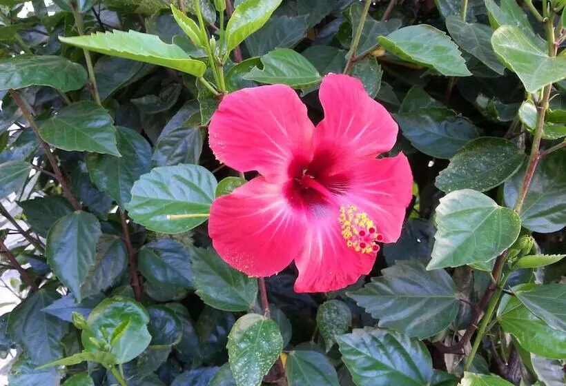 Pizania