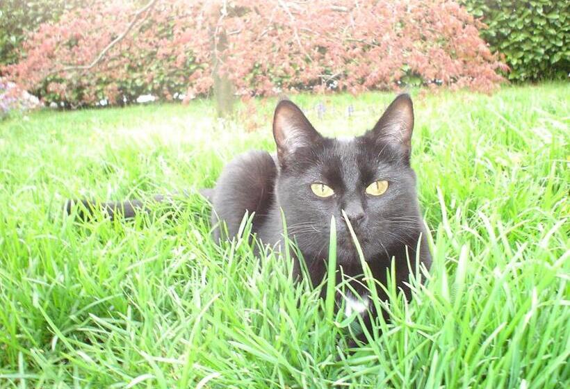 Bed & Breakfast Il Bolentino Varenna