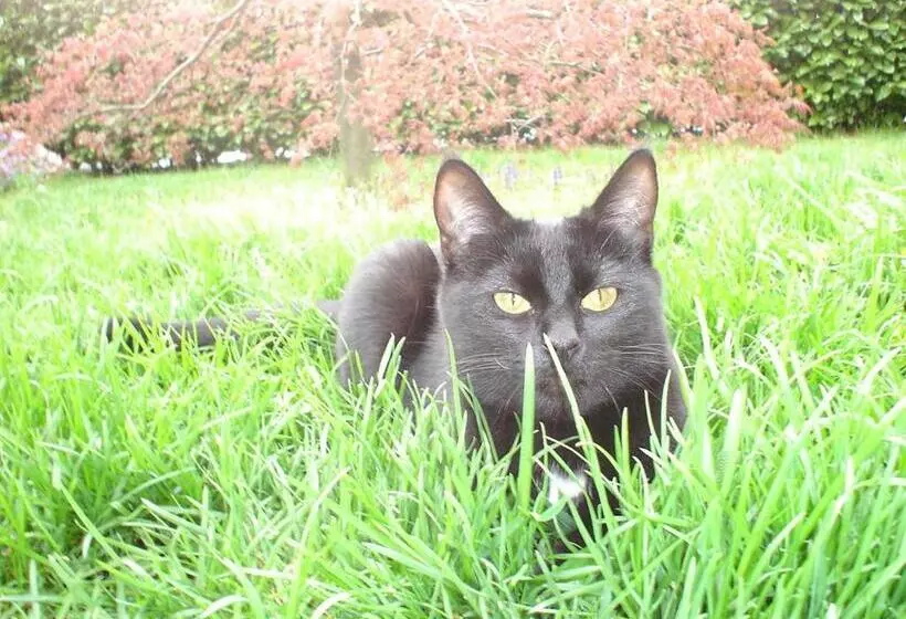 Bed & Breakfast Il Bolentino Varenna