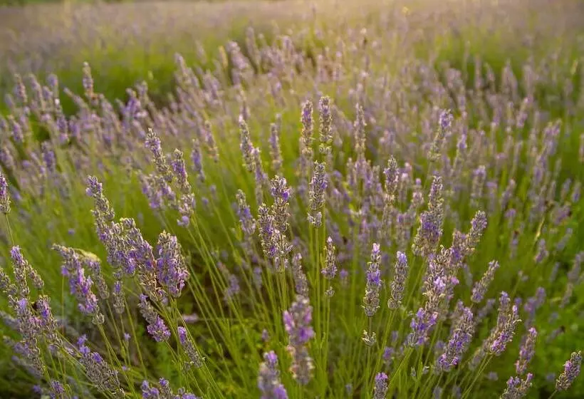 Apartmani Lavanda