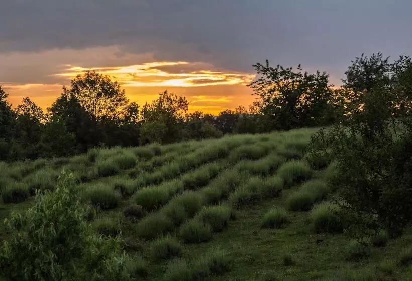 Apartmani Lavanda