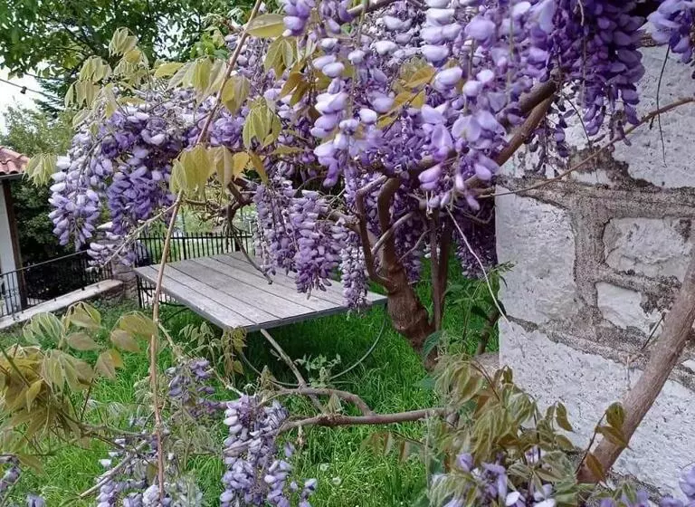 Vaela Hotel Cultural Resort