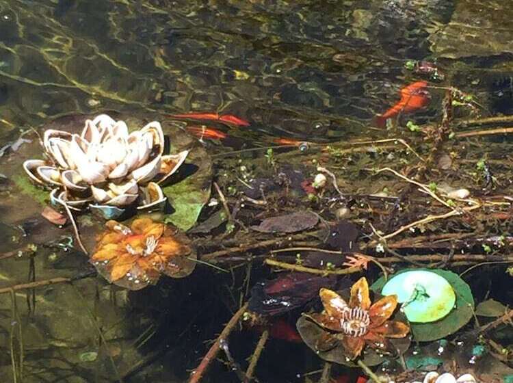 Otel Homestead Inn Blowing Rock