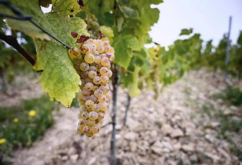 ベッドアンドブレックファースト Vignoble Château Piéguë   Winery