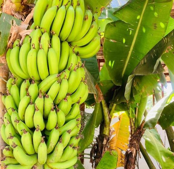 فندق La Costa International