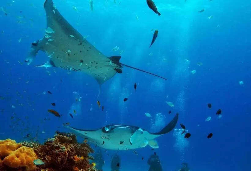 هتل White Tern Maldives