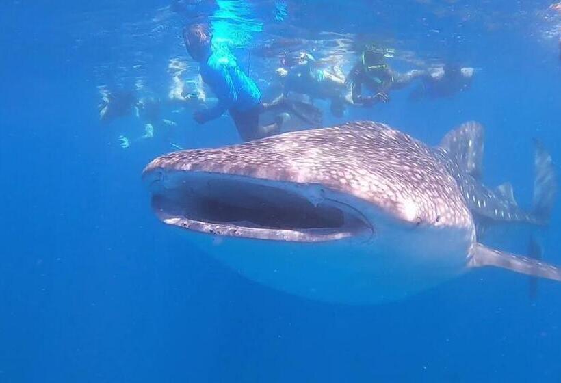 فندق White Tern Maldives