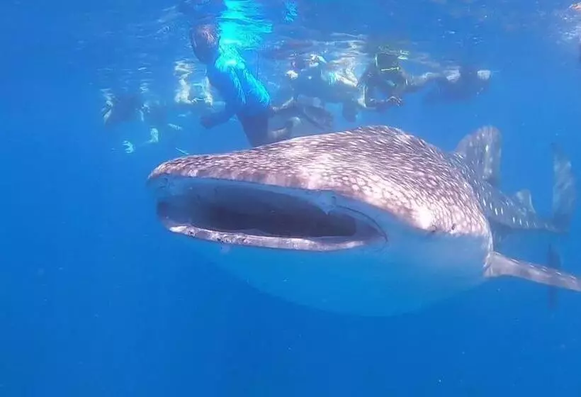 هتل White Tern Maldives