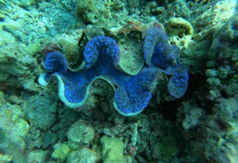هتل White Tern Maldives