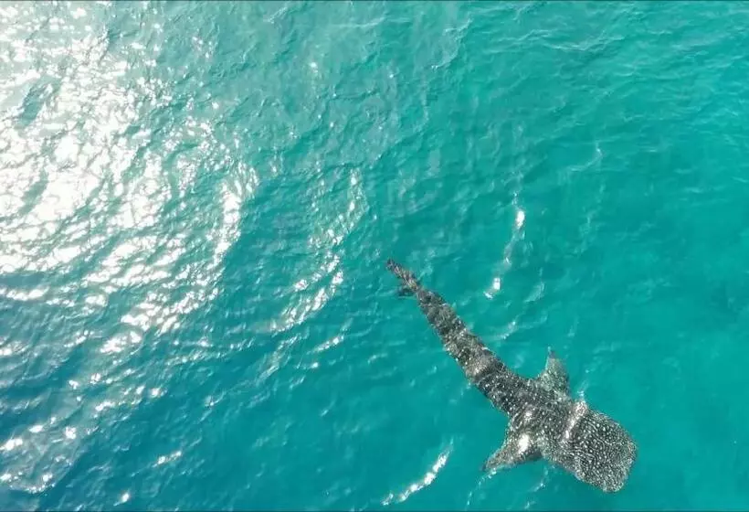 هتل White Tern Maldives