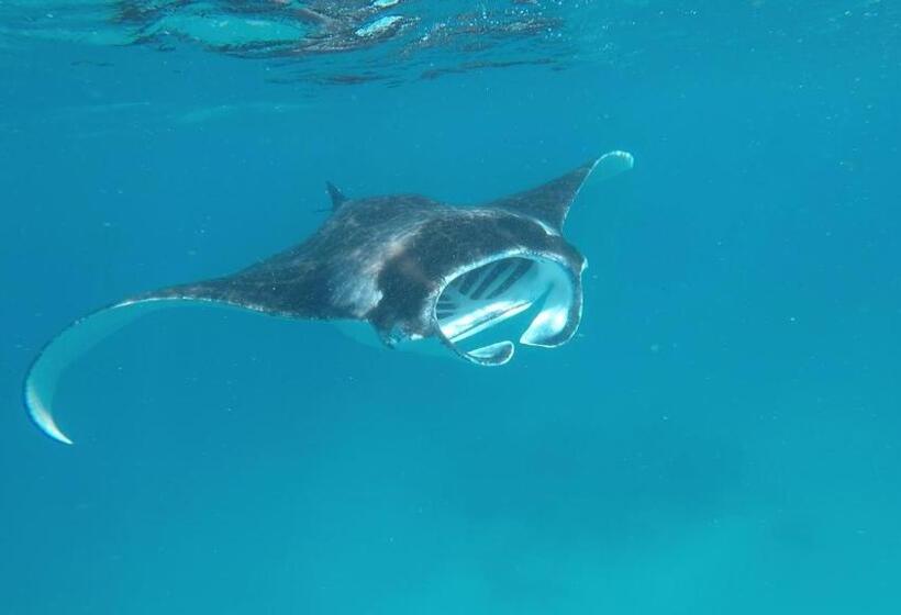 فندق White Tern Maldives