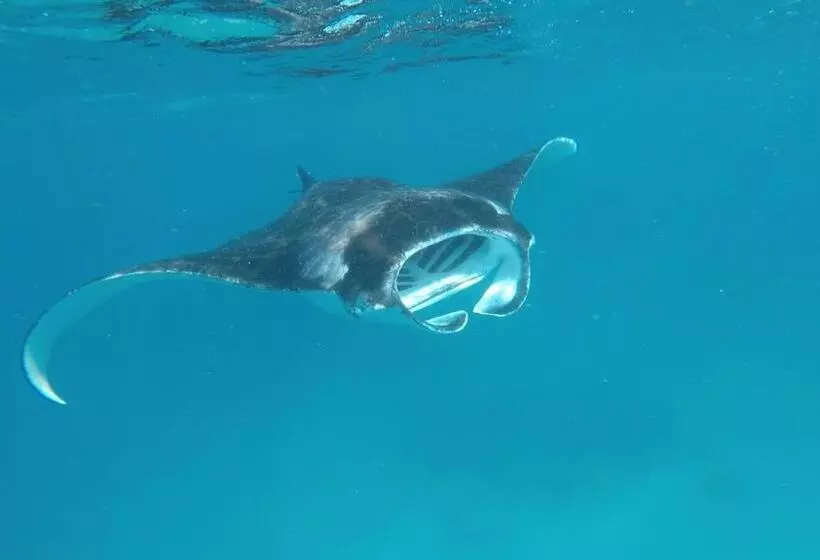 هتل White Tern Maldives