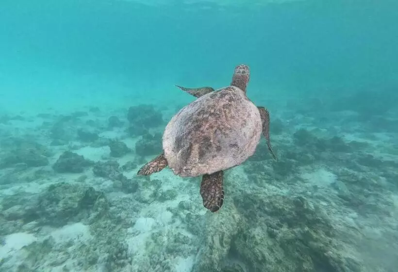 هتل White Tern Maldives