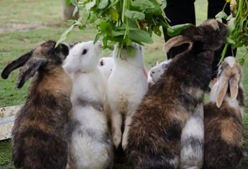 Hotelli D Bamboo Kamp