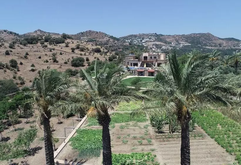 Palmiye Tepesi