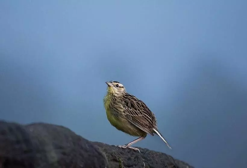 Hotelli Hortensias Chalets Vara Blanca