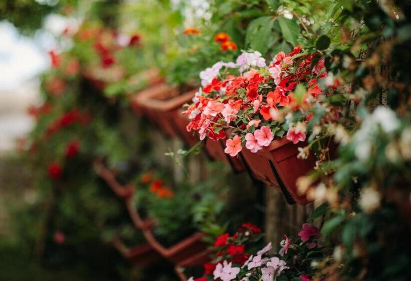 تختخواب و صبحانه Barka B N B Elegant Seaview Rooms