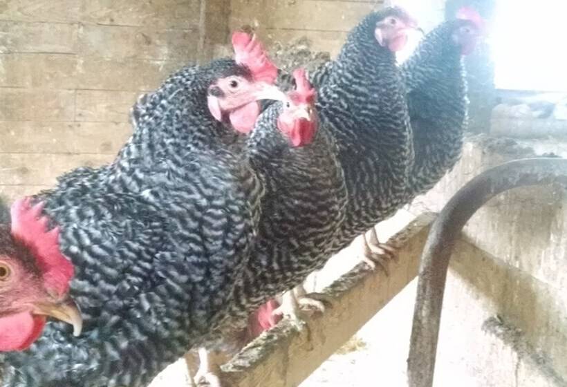 فندق Maple Hill Farm Inn