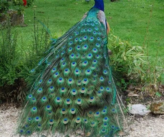 Aamiaismajoitus (B&B) Chambre D Hôtes La Pertuzerie