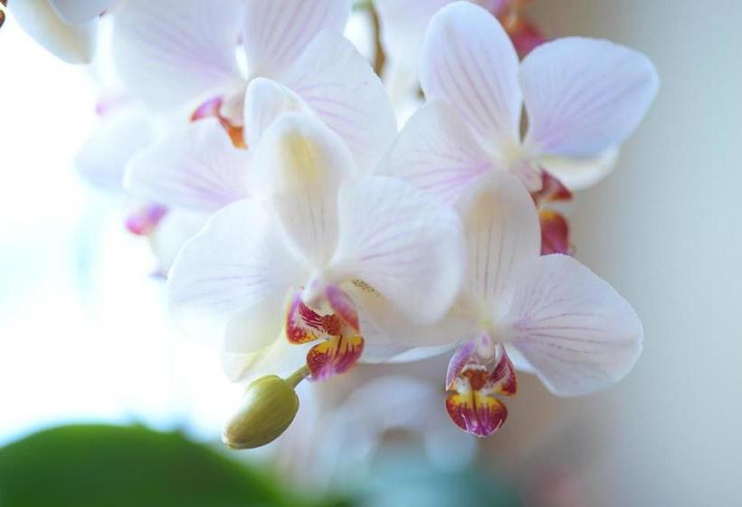 旅馆 Pension Regina